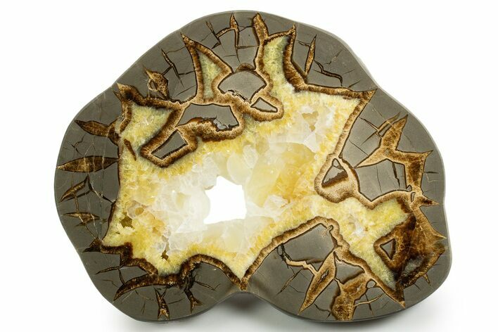 Polished Septarian Slab - Utah #338247